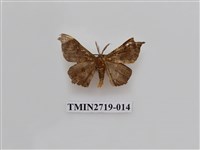 藏品(尺蛾270)的圖片